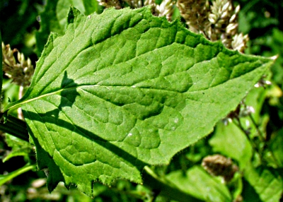 Lapsana communis, Rainkohl, Blatt