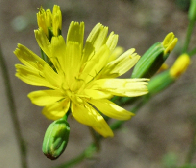 Lapsana communis, Rainkohl, Bl�te