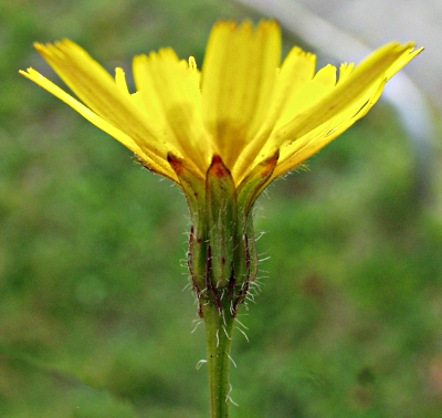Leontodon saxatilis, Nickender Lwenzahn, Blte
