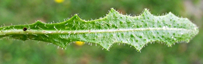 Leontodon saxatilis, Nickender Löwenzahn, Blatt