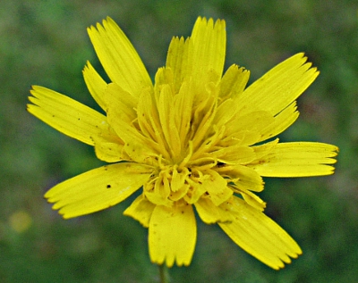 Leontodon saxatilis, Nickender Löwenzahn, Blüte