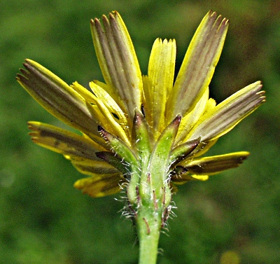 Leontodon saxatilis, Nickender Löwenzahn, Hülle