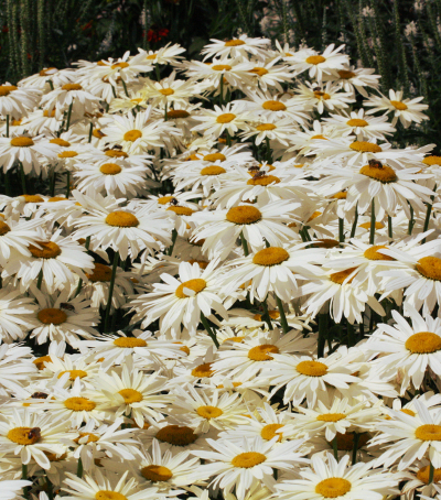 Leucanthemum superbum 'Banana Cream', Großblumige Gartenmargerite