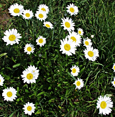 Leucanthemum vulgare, Wiesen-Margerite, Blüten