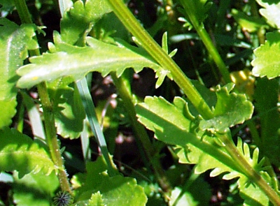 Leucanthemum vulgare, Wiesen-Margerite, Bltter