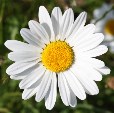 Leucanthemum vulgare, Wiesen-Margerite, Bltenkorbr
