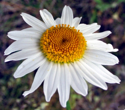 Leucanthemum vulgare, Wiesen-Margerite, Blüte