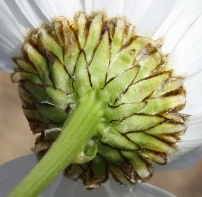 Leucanthemum vulgare, Wiesen-Margerite, Hlle