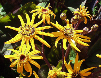 Ligularia dentata, Gezähnter Goldkolben