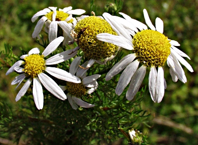 Matricaria chamomilla, Echte Kamille, Blüten