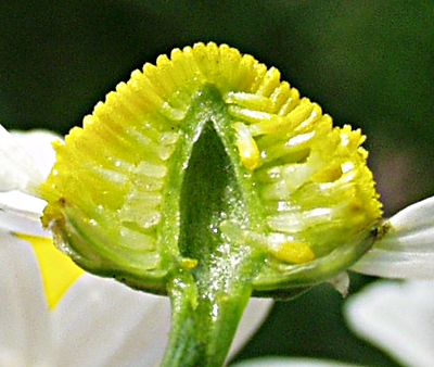 Matricaria chamomilla, Echte Kamille, Blütenboden