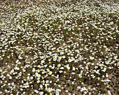 Matricaria chamomilla, Echte Kamille, Massenvorkommen