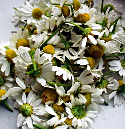Matricaria chamomilla, Echte Kamille, frische Blüten