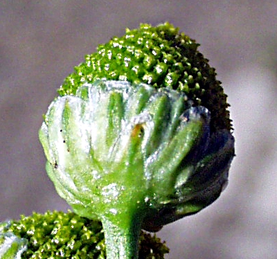 Matricaria discoidea, Strahlenlose Kamille, Blütenkorb