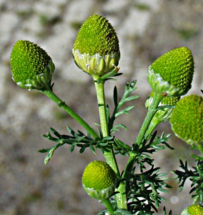 Matricaria discoidea, Strahlenlose Kamille, Bl�ten