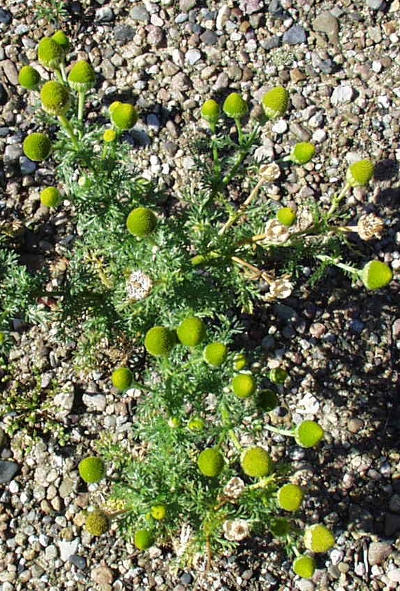 Matricaria discoidea, Strahlenlose Kamille