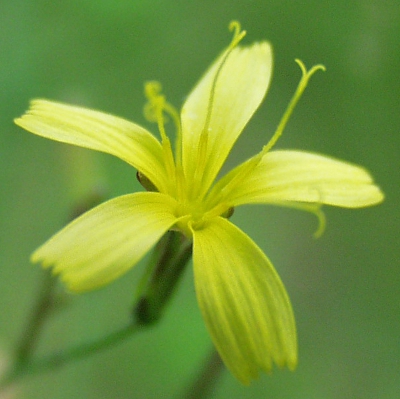 Mycelis muralis, Mauerlattich, Blte