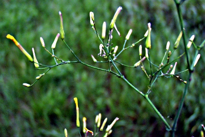 Mycelis muralis, Mauerlattich, Blten