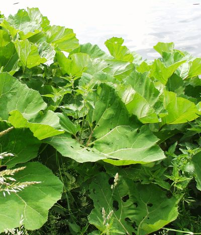 Petasites hybridus, Gewöhnliche Pestwurz, Blätter