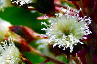 Petasites hybridus, Gew�hnliche Pestwurz, Bl�tenkorb