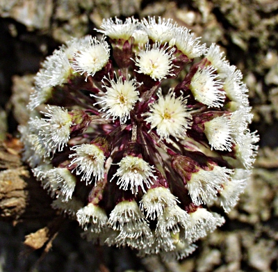 Petasites hybridus, Gewöhnliche Pestwurz, junger Blütenstand