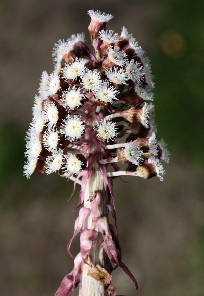 Petasites hybridus, Gewöhnliche Pestwurz, Blütenstand