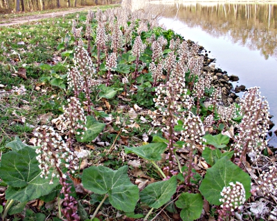 Petasites hybridus, Gew�hnliche Pestwurz