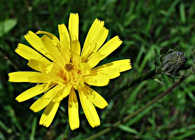 Picris hieracioides, Gewhnliches Bitterkraut, Blte