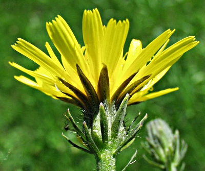 Picris hieracioides, Gewhnliches Bitterkraut, Hlle
