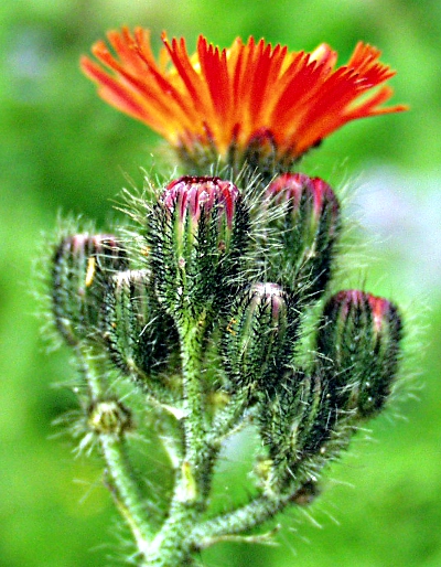 Orangerotes Habichtskraut, Knospen