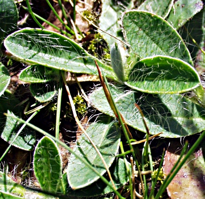 Pilosella, Mausohrhabichtskraut, Blätter