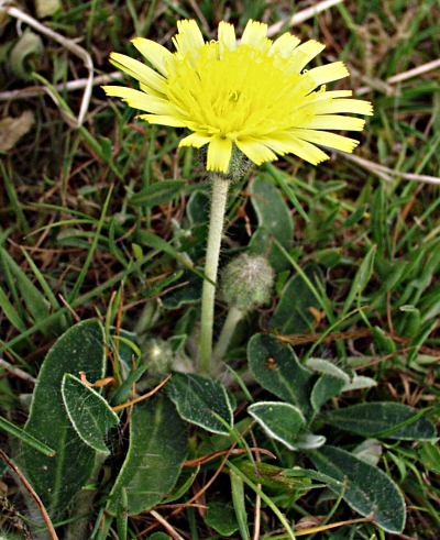 Pilosella officinarum, Kleines Mausohrhabichtskraut, Blütenstand