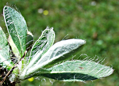 Pilosella officinarum, Kleines Mausohrhabichtskraut, Blätter