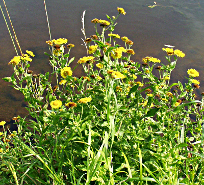 Pulicaria dysenterica, Gro�es Flohkraut