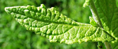 Pulicaria dysenterica, Gro�es Flohkraut, Blattoberseite