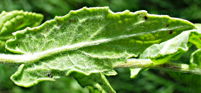 Pulicaria dysenterica, Gro�es Flohkraut, Blattunterseite