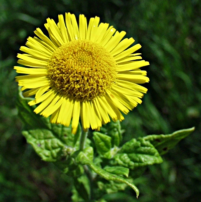Pulicaria dysenterica, Großes Flohkraut