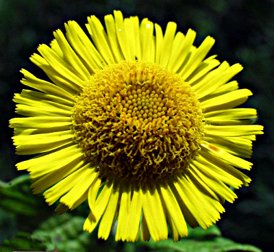 Pulicaria dysenterica, Gro�es Flohkraut, Bl�tenkorb