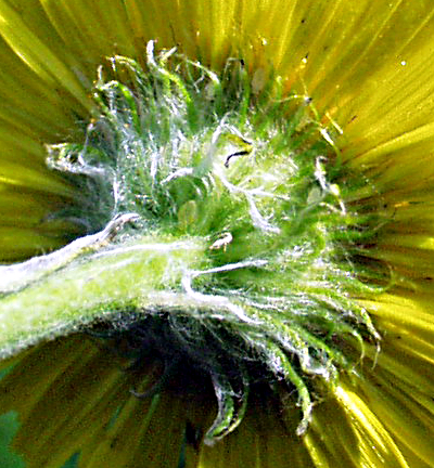 Pulicaria dysenterica, Gro�es Flohkraut, H�lle