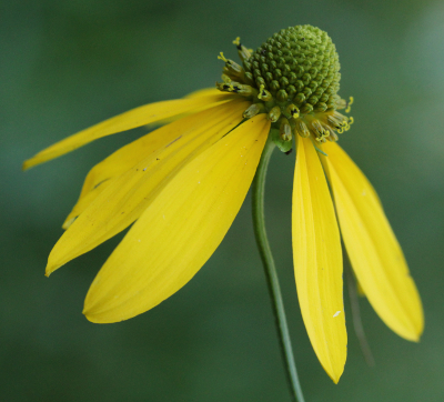 Rudbeckia laciniata, Schlitzbl�ttriger Sonnenhut, Bl�tenkorb