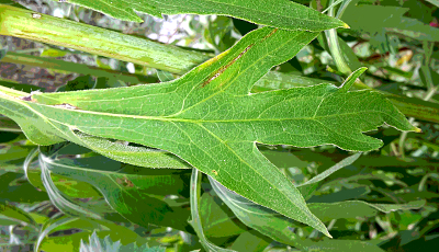 Rudbeckia laciniata, Schlitzbl�ttriger Sonnenhut, mittleres St�ngelblatt