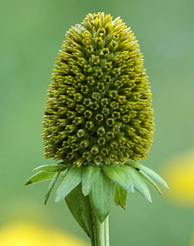 Rudbeckia laciniata, Schlitzbl�ttriger Sonnenhut, R�hrenbl�ten