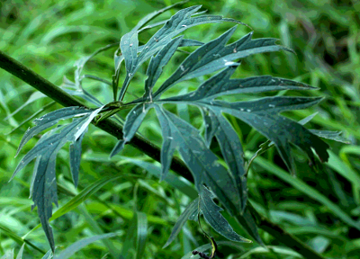 Rudbeckia laciniata, Schlitzbl�ttriger Sonnenhut, unteres St�ngelblatt