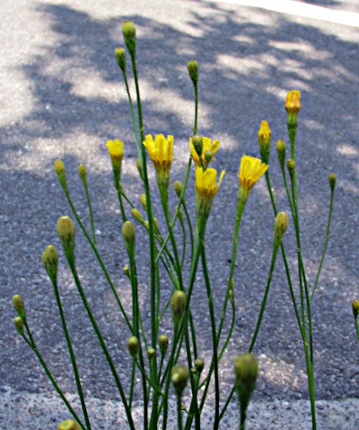 Scorzoneroides autumnalis, Herbst-Schuppenlöwenzahn