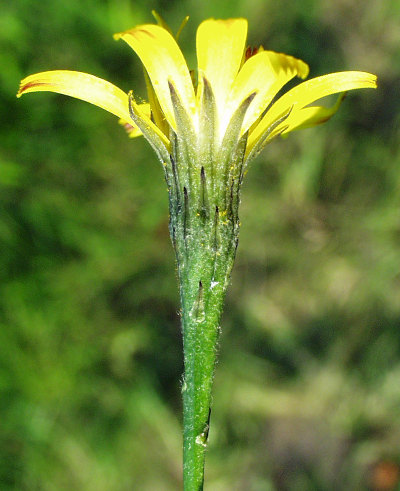 Scorzoneroides autumnalis, Herbst-Schuppenlöwenzahn, Hülle