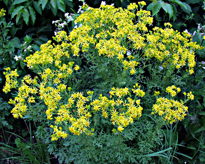 Senecio jacobaea, Jakobs-Greiskraut