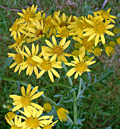 Senecio jacobaea, Jakobs-Greiskraut, Blüten