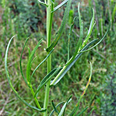 Senecio inaequidens, Schmalbl�ttriges Greiskraut, Bl�tter