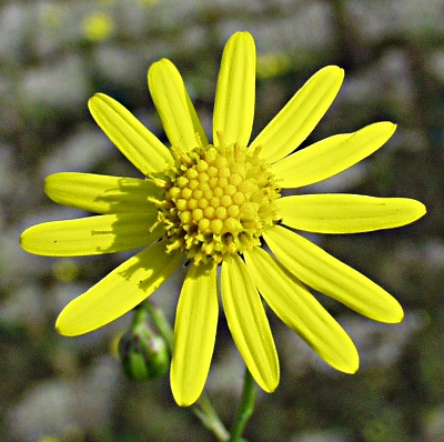 Senecio inaequidens, Schmalbl�ttriges Greiskraut, Bl�te