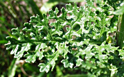 Senecio jacobaea, Jakobs-Greiskraut, Blatt